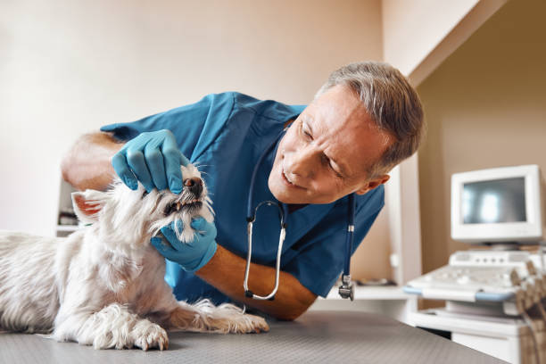 Best After-Hours Emergency Dentist in Bay City, MI